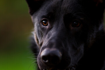 portrait of a black German Sheppard dog