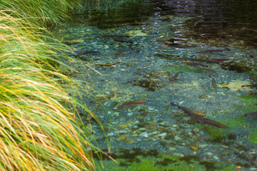 Trout in clear spring