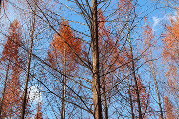 Metasequoia trees in autumn at Nami Island, South Korea