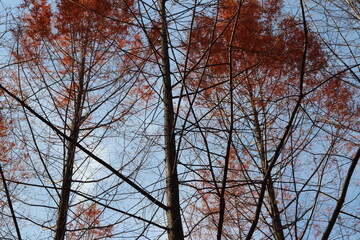 Metasequoia trees in autumn at Nami Island, South Korea