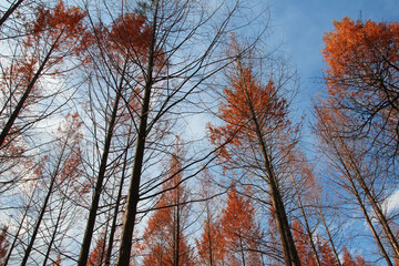 Metasequoia trees in autumn at Nami Island, South Korea