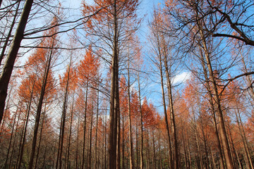 Metasequoia trees in autumn at Nami Island, South Korea