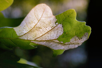 The beauty of withering oak leaves shivering in the wind in the sun