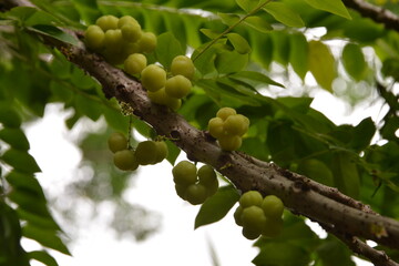 Star Gooseberry (Phyllanthus acidus) known as the Otaheite gooseberry, Malay gooseberry, Tahitian gooseberry, country gooseberry, starberry, arbari, West India gooseberry, or simply gooseberry