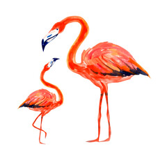 Obraz premium Mother and baby flamingo. Watercolor illustration isolated on white.
