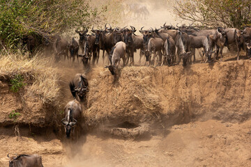 Obraz na płótnie Canvas Wildebeests rushing through trench to cross Mara river, Kenya