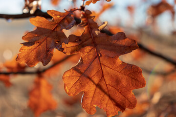 The beauty of withering oak branches shivering in the wind in the sun