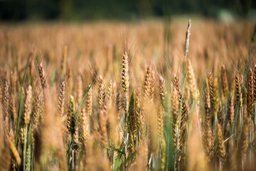 Field with ears of rye. Ripe rye close-up. 