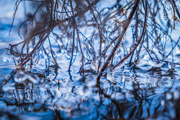 Branches of an ice tree leaning into the water and frozen with drops of water