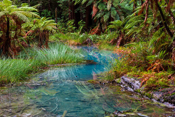 Beautiful turquoise spring in New Zealand fern forest 
