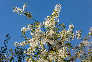 Beautifully flowering cherry trees in the orchard
