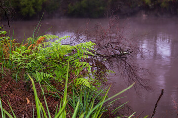 Ferns at the edge of a geothermal pond