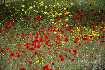 landscape of wild poppies in the field.