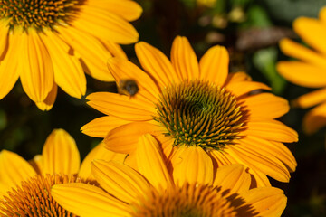 Rudbekia Yellow Daisy flowers in ornamental garden