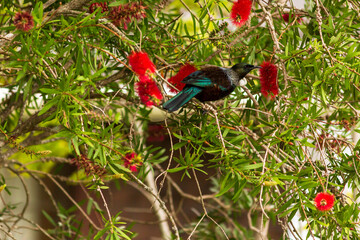Tui