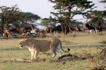 Naklejka premium A Lion on the hunt in Kenya with Wildebeest in the background. Alert.