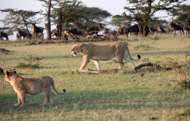 Obraz na płótnie Canvas A Lion on the hunt in Kenya with Wildebeest in the background. Alert.