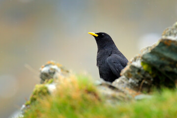 Alpine Chough, Pyrrhocorax graculus, black bird sitting on the stone with lichen. animal in the mountain nature habitat, Austria. Alpine Chough with red leg and yellow bill.