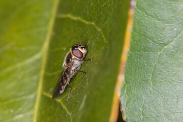 Hover Fly (Melangyna viridiceps) on a leaf