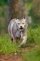 Lynx in green forest. Wildlife scene from nature. Walking Eurasian lynx, animal behaviour in habitat. Wild cat from Germany. Wild Bobcat between the trees. Hunting carnivore in autumn grass.