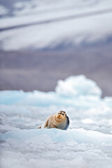 Cute seal in the Arctic snowy habitat. Bearded seal on blue and white ice in arctic Svalbard, with lift up fin. Wildlife scene in the nature.