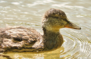 ente, bird, wasser, stockente, see, teich, natur, wild lebende tiere, tier, bird, ente, green,