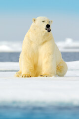 Dangerous bear sitting on the ice, beautiful blue sky. Polar bear on drift ice edge with snow and water in Norway sea. White animal in the nature habitat, Europe. Wildlife scene from nature. © ondrejprosicky