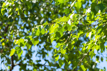 Birch leaves close-up on a branch. Green background of leaves. The sun's rays break through the birch leaves. Beautiful soft focus. Sunny day.