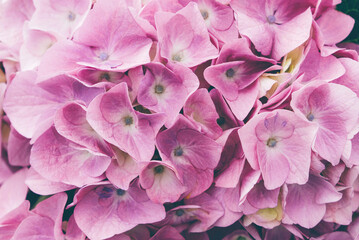 Beautiful fresh purple hydrangea flowers in full bloom.