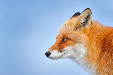 Fox, detail close-up portrait. Winter nature. Red fox in white snow. Cold winter with orange fur...
