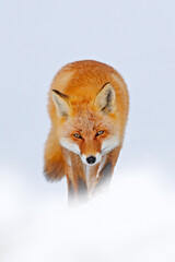 Obraz premium Red fox in white snow. Cold winter with orange fur fox. Hunting animal in the snowy meadow, Japan. Beautiful orange coat animal nature. Wildlife Europe. Detail close-up portrait of nice fox.