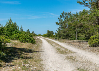 Fototapeta na wymiar summer day with the flowering shore of Saaremaa, sandy footpath in the sand dunes, Harilaid Nature Reserve, Estonia, Baltic Sea