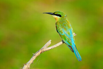 Beautiful bird in the nature tree branch habitat. Blue-tailed Bee-eater Merops philippinus perching...