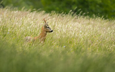 deer, tier, natur, wild lebende tiere, säugetier, wild, gras, kitz, jung