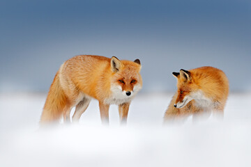 Red fox in white snow. Cold winter with orange fur fox. Hunting animal in the snowy meadow, Japan....