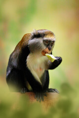 Campbell's mona monkey or Campbell's guenon monkey, Cercopithecus campbelli, in nature habitat. Primate from Ivory Coast, Gambia, Ghana.