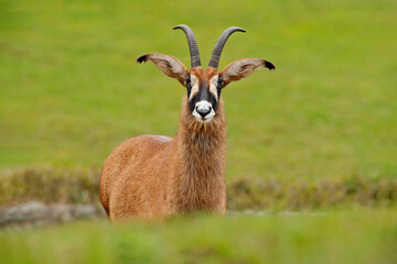 Roan antelope, Hippotragus equinus, savanna antelope found in West, Central, East and Southern Africa. Detail portrait of mammal, head with big ears and antlers. Wildlife in Africa. © ondrejprosicky