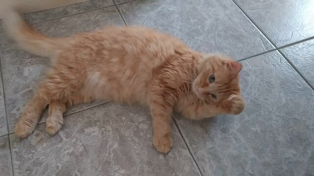 Gatto rosso che si lava sdraiato sul pavimento