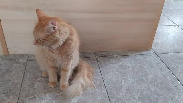 Gatto rosso che si lava seduto sul pavimento