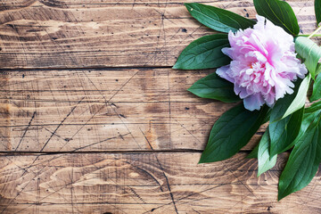 Pink peony flowers with leaves on a wooden background with copy space. Greeting card with a place...