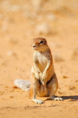 Cape ground squirrel, Xerus inauris, cute animal in the nature habitat, Spitzkoppe, Namibia in Africa. Squirrel sitting in sand, sunny day in nature.
