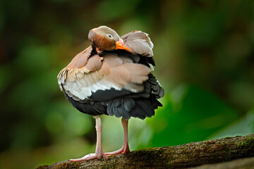 Black-bellied Whistling-Duck, Dendrocygna autumnalis, brown bird in the nature habitat, Costa Rica....