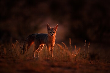 Africa fox at night. Cape fox, face portrait in Kgalagadi, Botswana. wild dog from Africa. Rare...