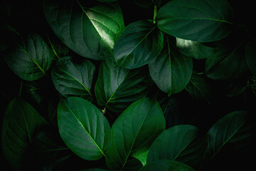 closeup nature view of green leaf background and dark tone