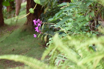 purple flower