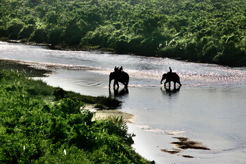 Two domestic elephant in jungle safari at Gorumara National Park, Dooars, West Bengal, India. Two elephants are crossing the Murti river at Gorumara jungle safari. Morning landscape in Dooars, India.