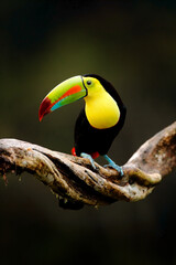 Keel-billed Toucan, Ramphastos sulfuratus, bird with big bill sitting on branch in the forest,...