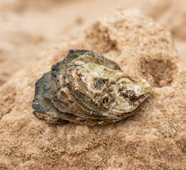 oyster shells in the sand