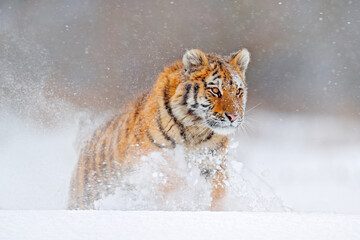 Wildlife Russia. Tiger, cold winter in taiga, Russia. Snow flakes with wild Amur cat.  Tiger snow run in wild winter nature. Siberian tiger, action wildlife scene with dangerous animal.