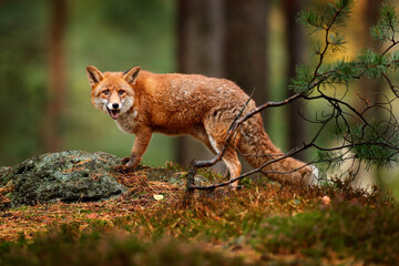 Naklejka na ściany i meble Fox in green forest. Cute Red Fox, Vulpes vulpes, at forest on mossy stone. Wildlife scene from nature. Animal in nature habitat. Animal in green environment.
